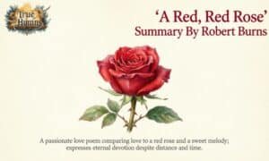 A Red, Red Rose Summary By Robert Burns