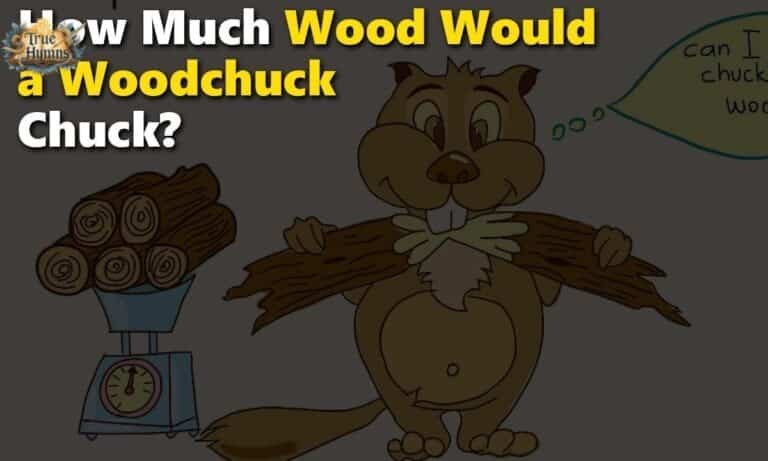 How Much Wood Could a Woodchuck Chuck? Full Guide
