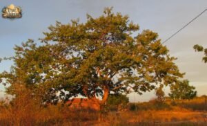A Poison Tree by William Blake Summary, Analysis, Meaning