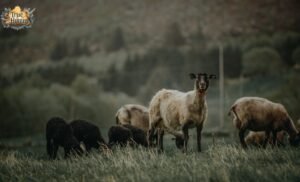Baa, Baa, Black Sheep: A Complete Guide to This Classic Nursery Rhyme