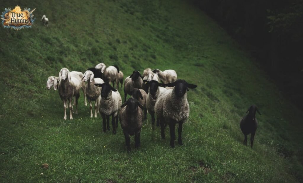 Origins of Baa, Baa, Black Sheep
