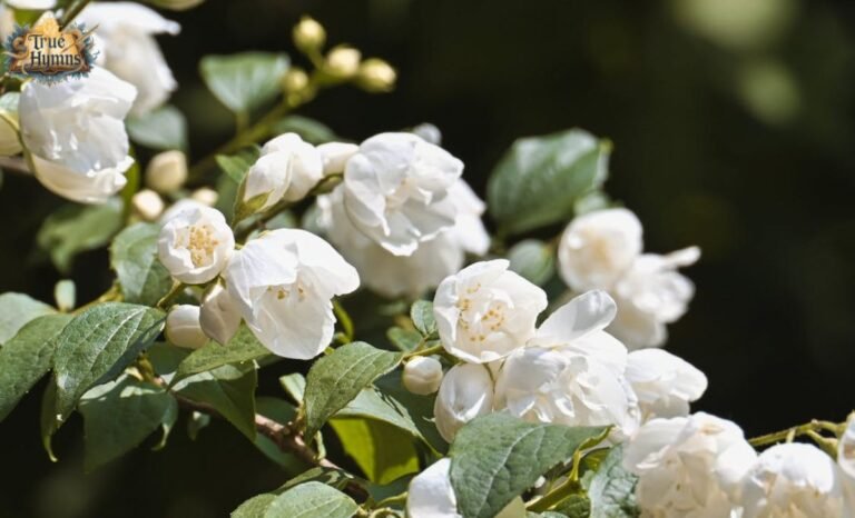 Philadelphus lewisii (Mock Orange): Complete Care Guide, Growth Tips