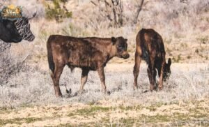 Two-Headed Calf, by Laura Gilpin Meaning, Themes, and Deep Analysis