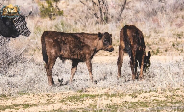 Two-Headed Calf, by Laura Gilpin Meaning, Themes, and Deep Analysis